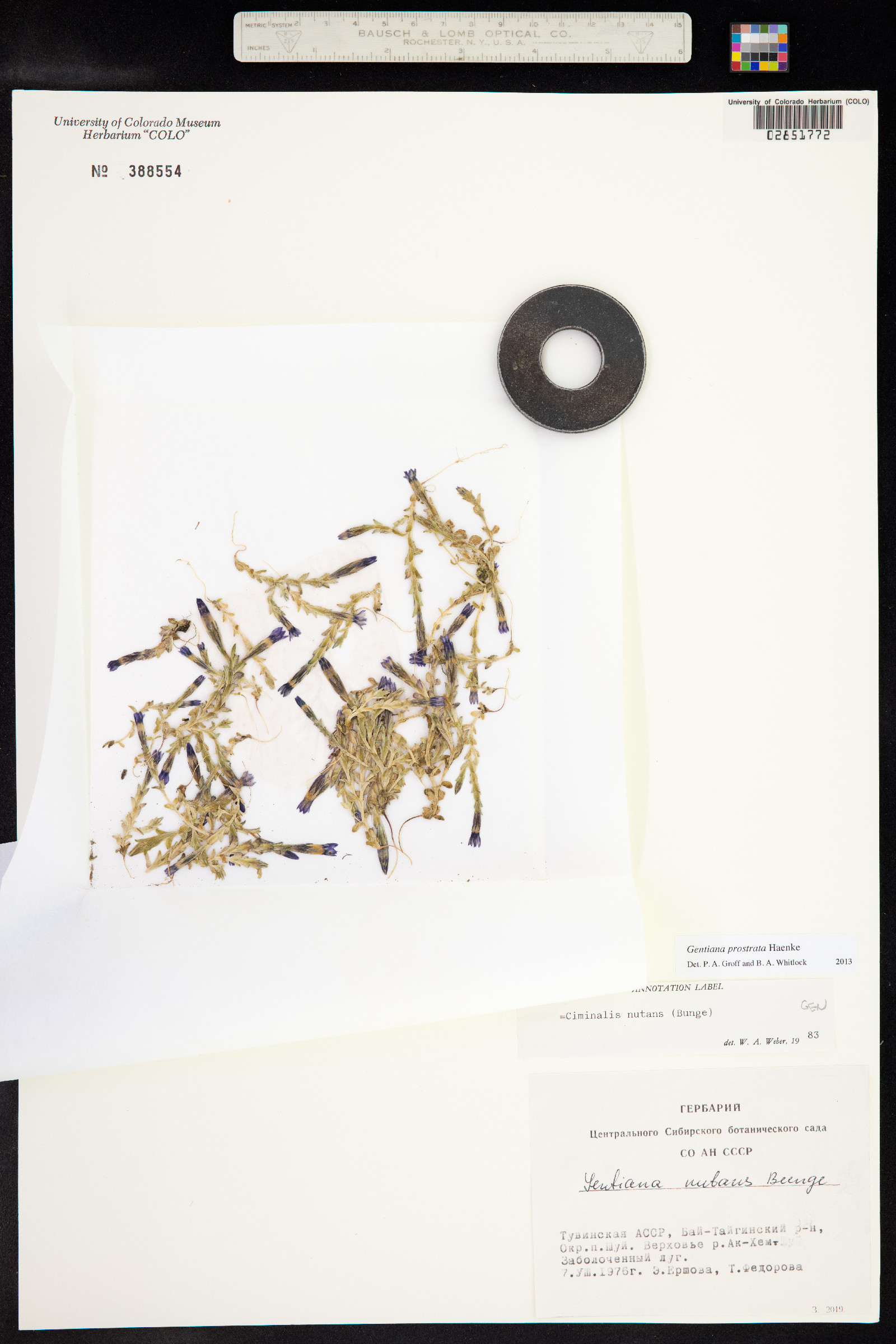 Gentiana prostrata image