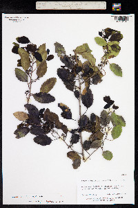 Azara petiolaris image