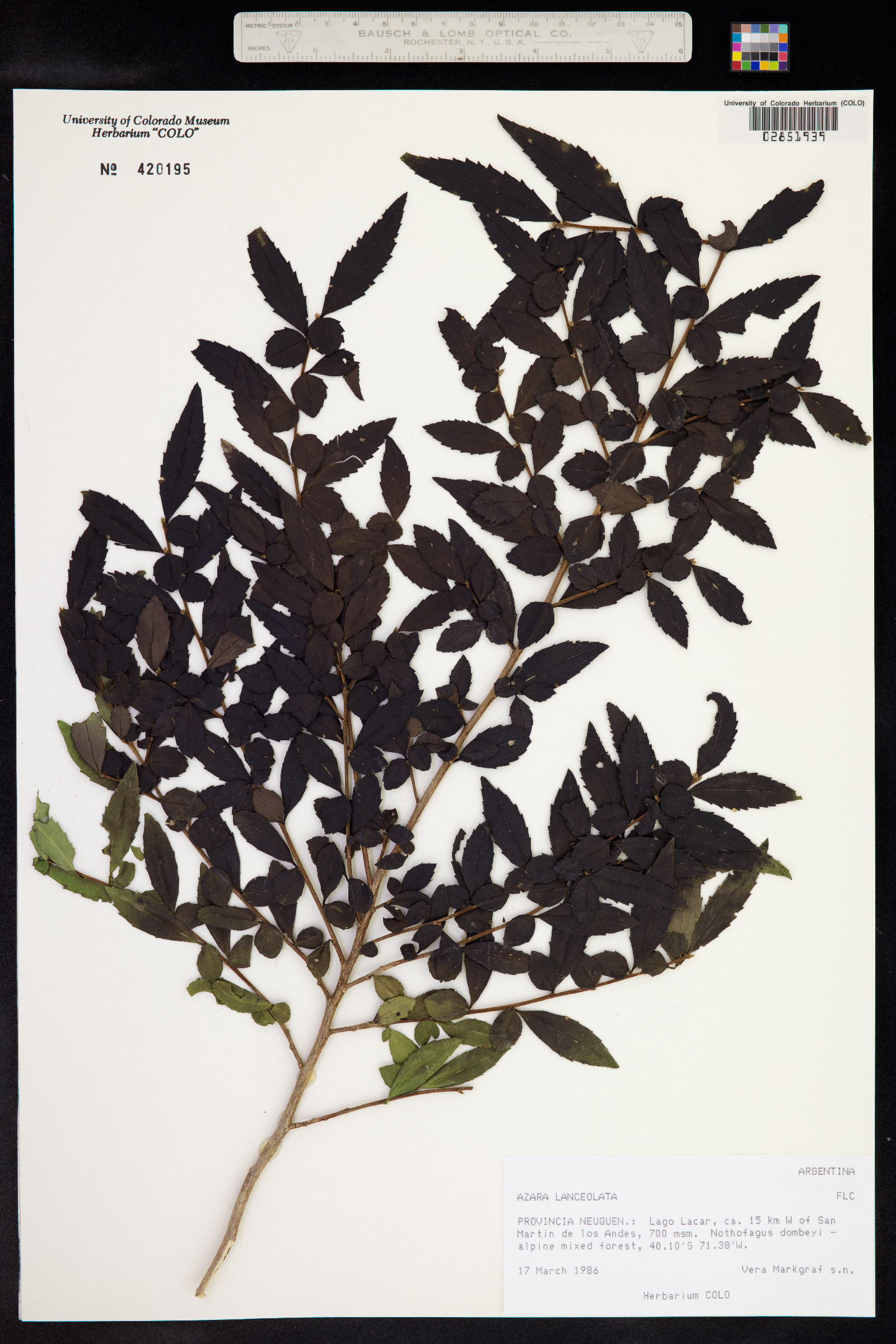 Azara lanceolata image