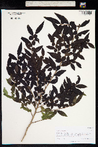 Azara lanceolata image