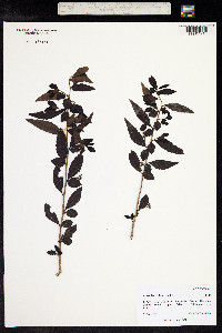 Azara lanceolata image