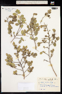 Azara dentata image