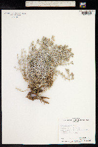 Image of Frankenia foliosa