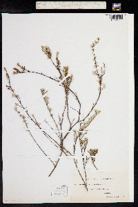 Image of Frankenia pauciflora