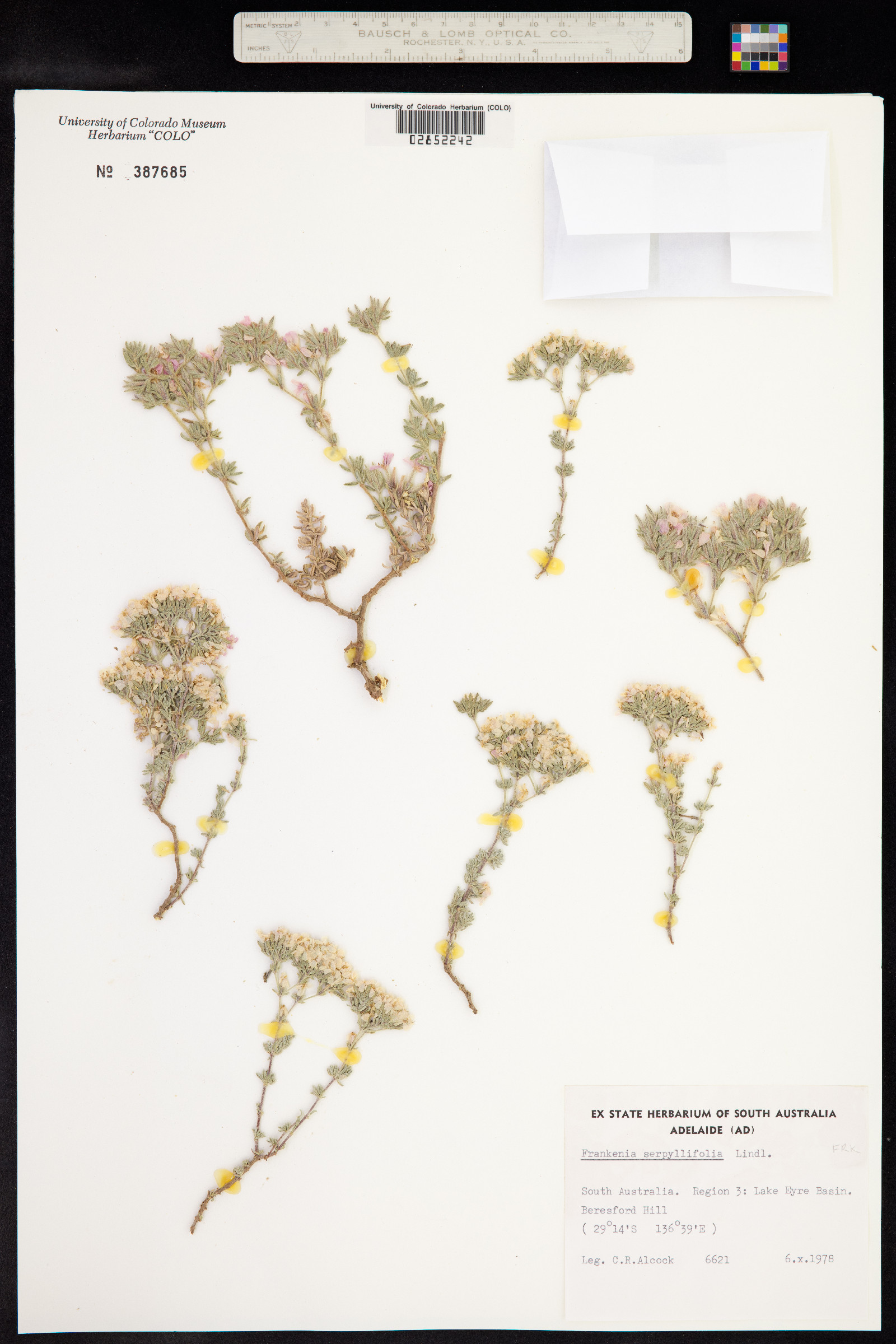 Frankenia serpyllifolia image
