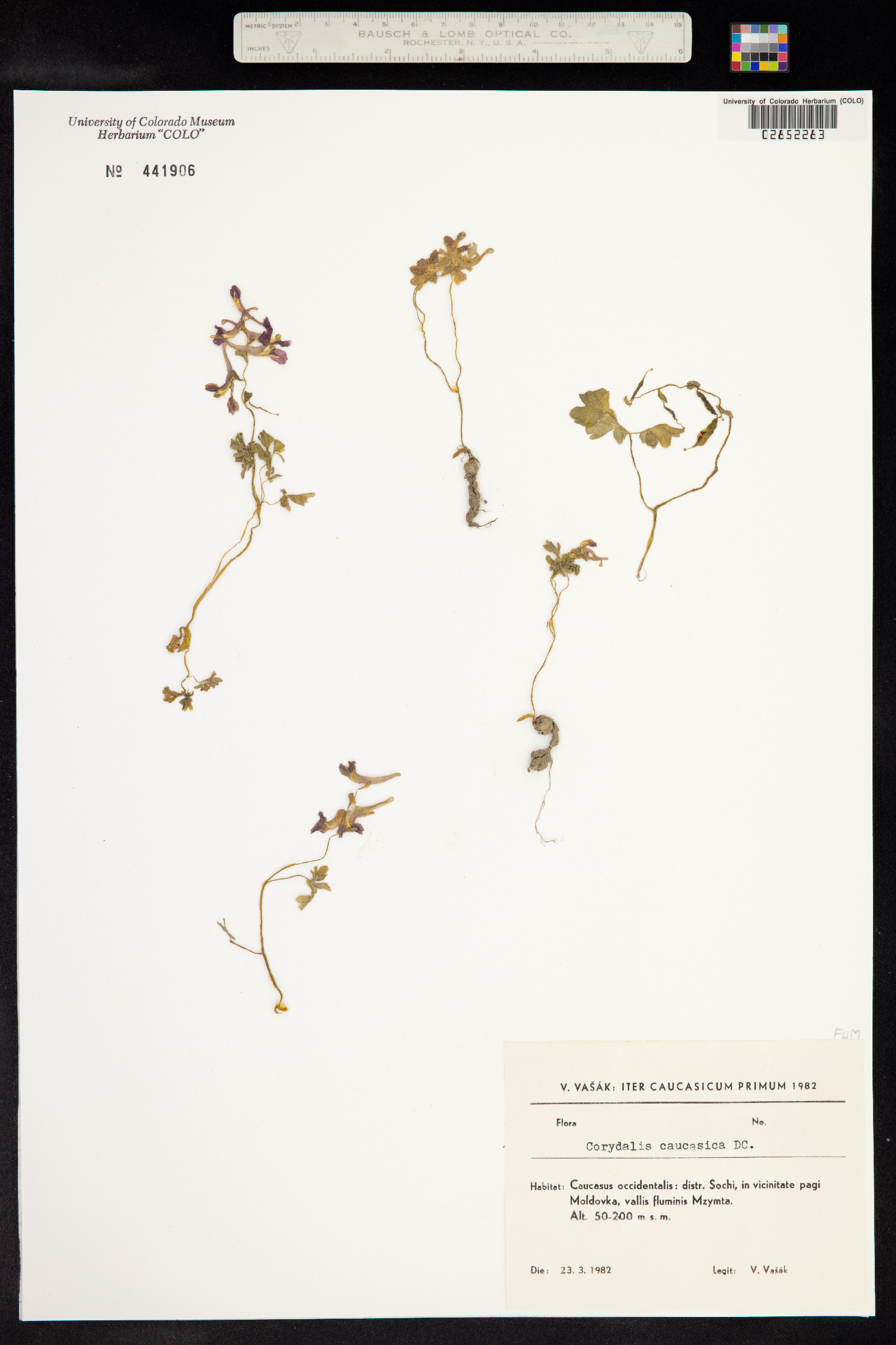 Corydalis caucasica image