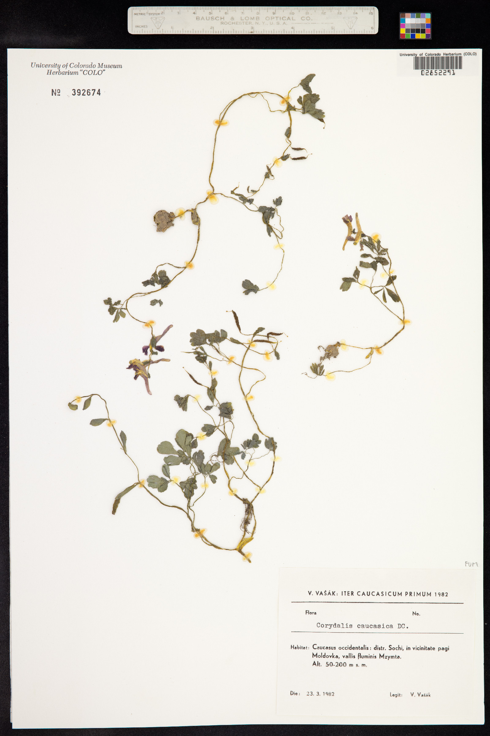 Corydalis caucasica image