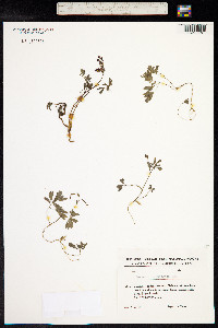 Corydalis caucasica image