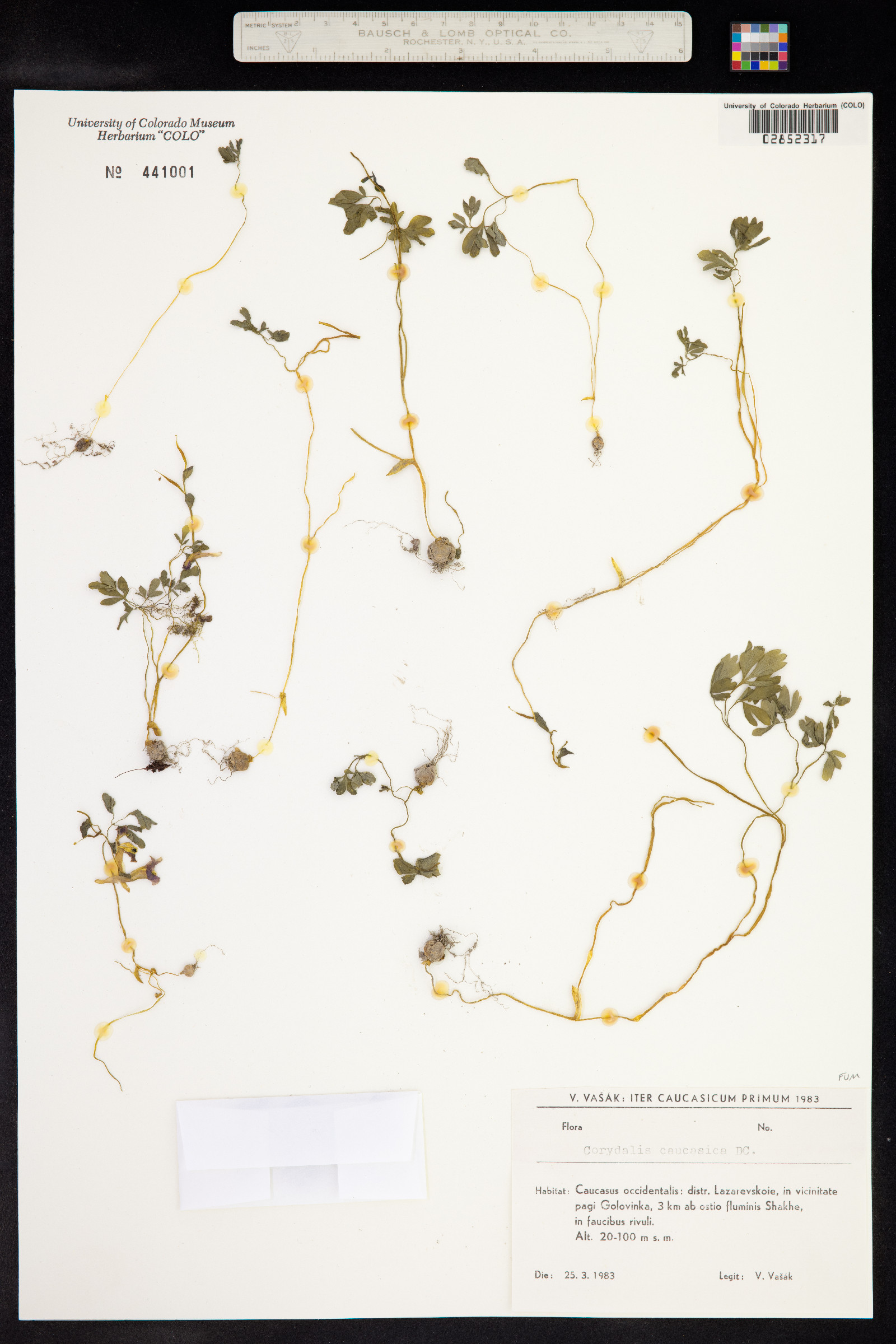 Corydalis caucasica image