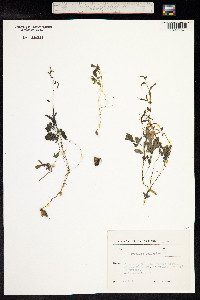 Corydalis caucasica image