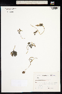 Corydalis caucasica image