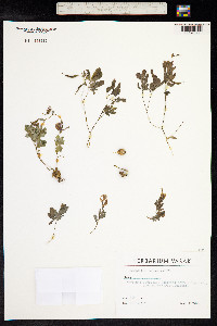 Corydalis caucasica image