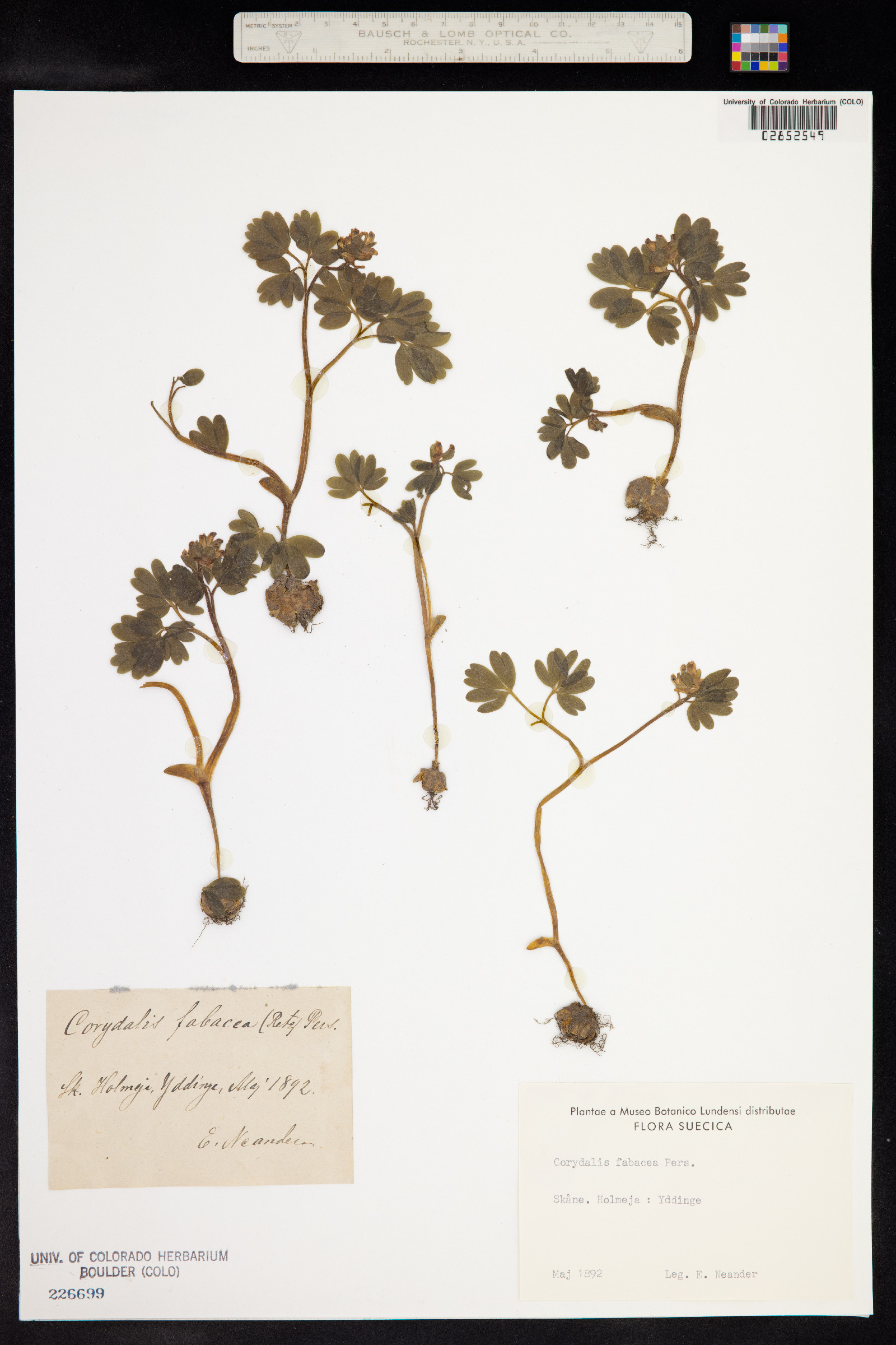 Corydalis intermedia image