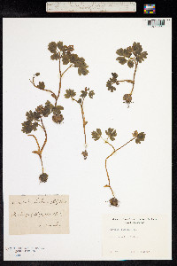 Corydalis intermedia image