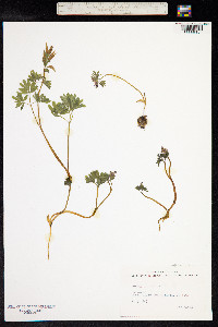 Corydalis intermedia image