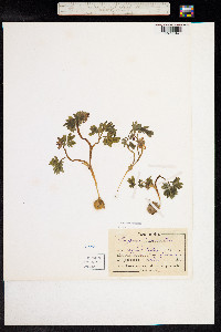 Corydalis intermedia image