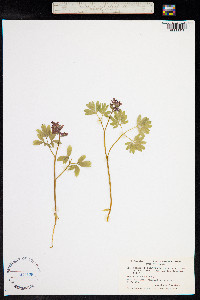 Corydalis intermedia image