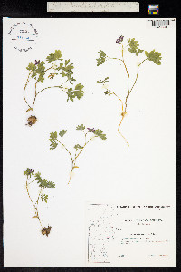 Corydalis intermedia image