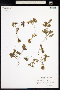 Corydalis intermedia image