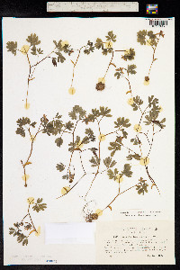 Corydalis intermedia image