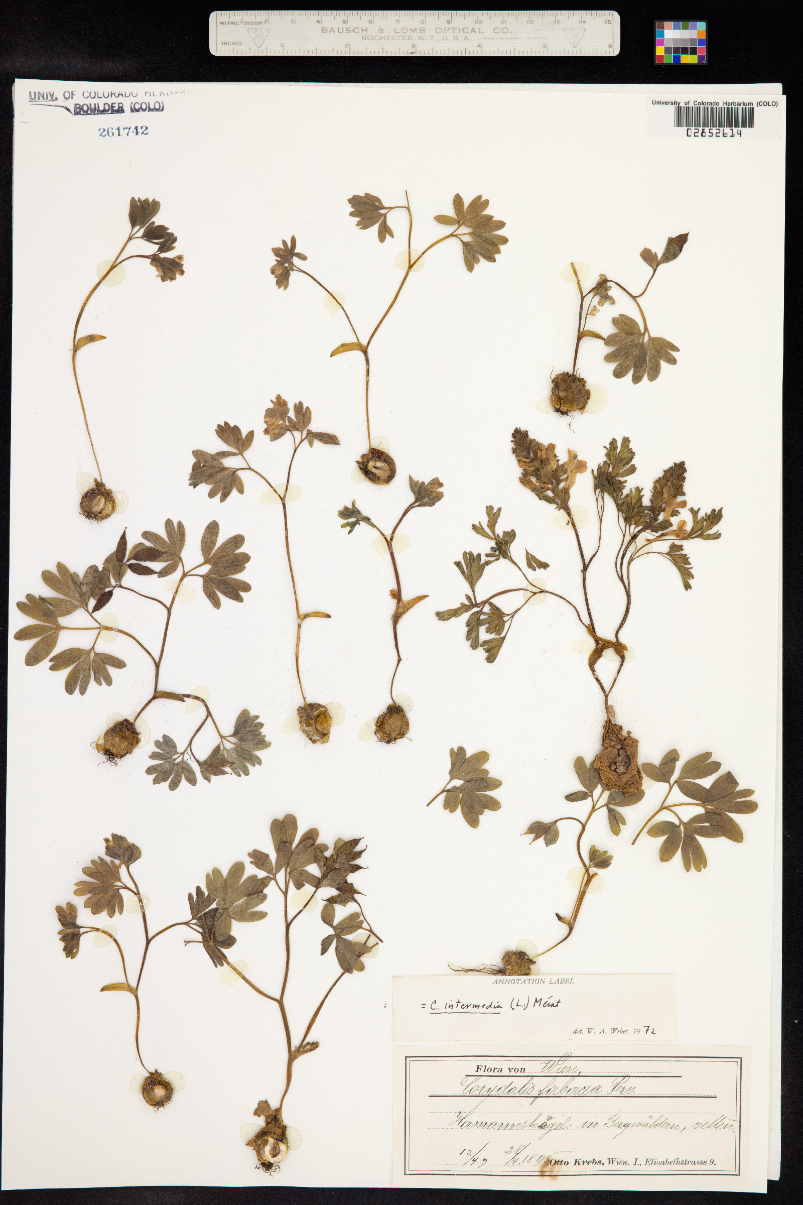 Corydalis intermedia image