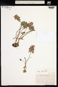 Corydalis intermedia image