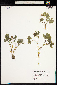 Corydalis intermedia image