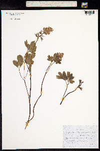 Corydalis intermedia image