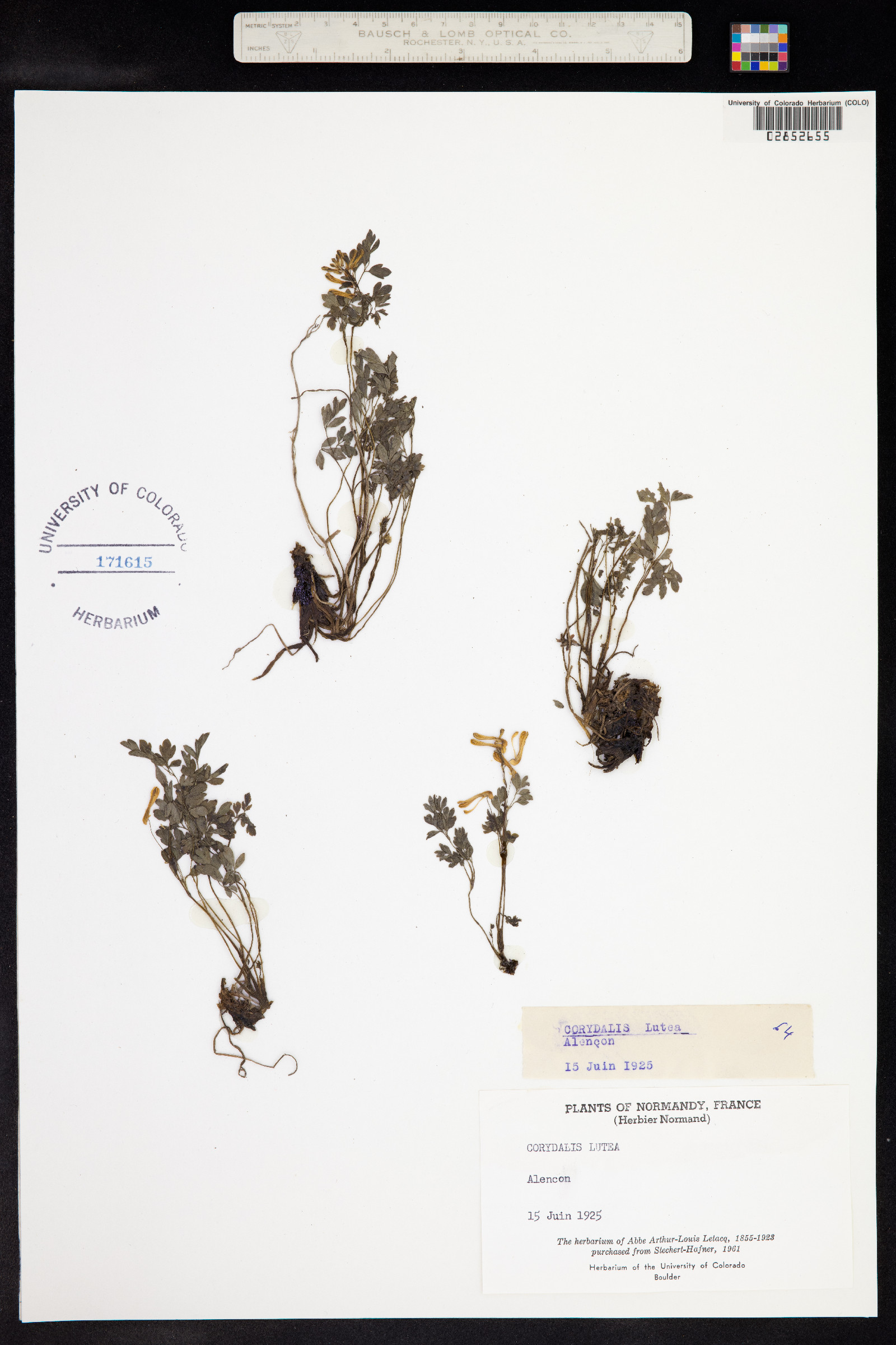 Corydalis lutea image