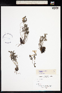 Image of Corydalis lutea