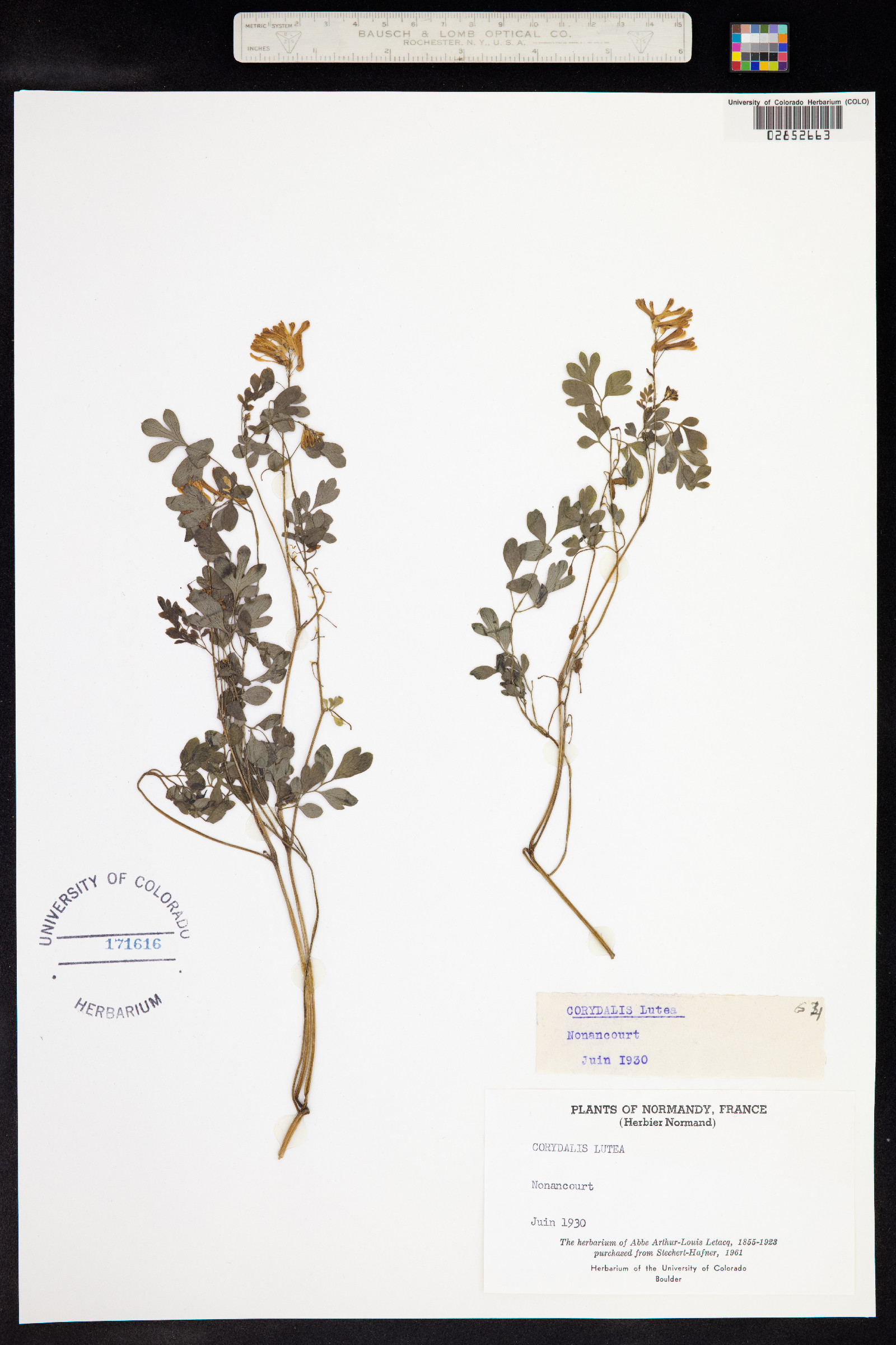 Corydalis lutea image