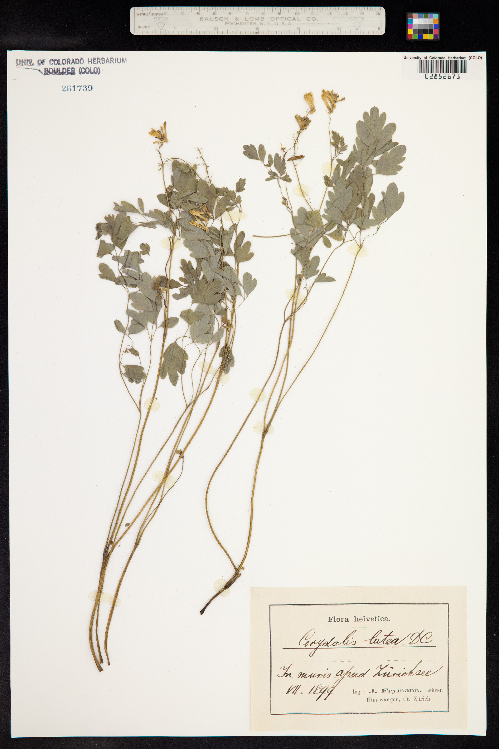 Pseudofumaria lutea image
