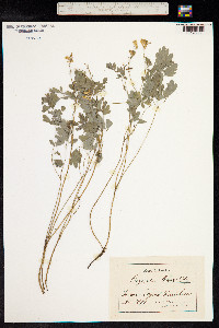 Corydalis lutea image