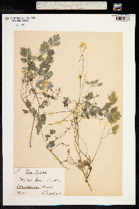 Corydalis lutea image