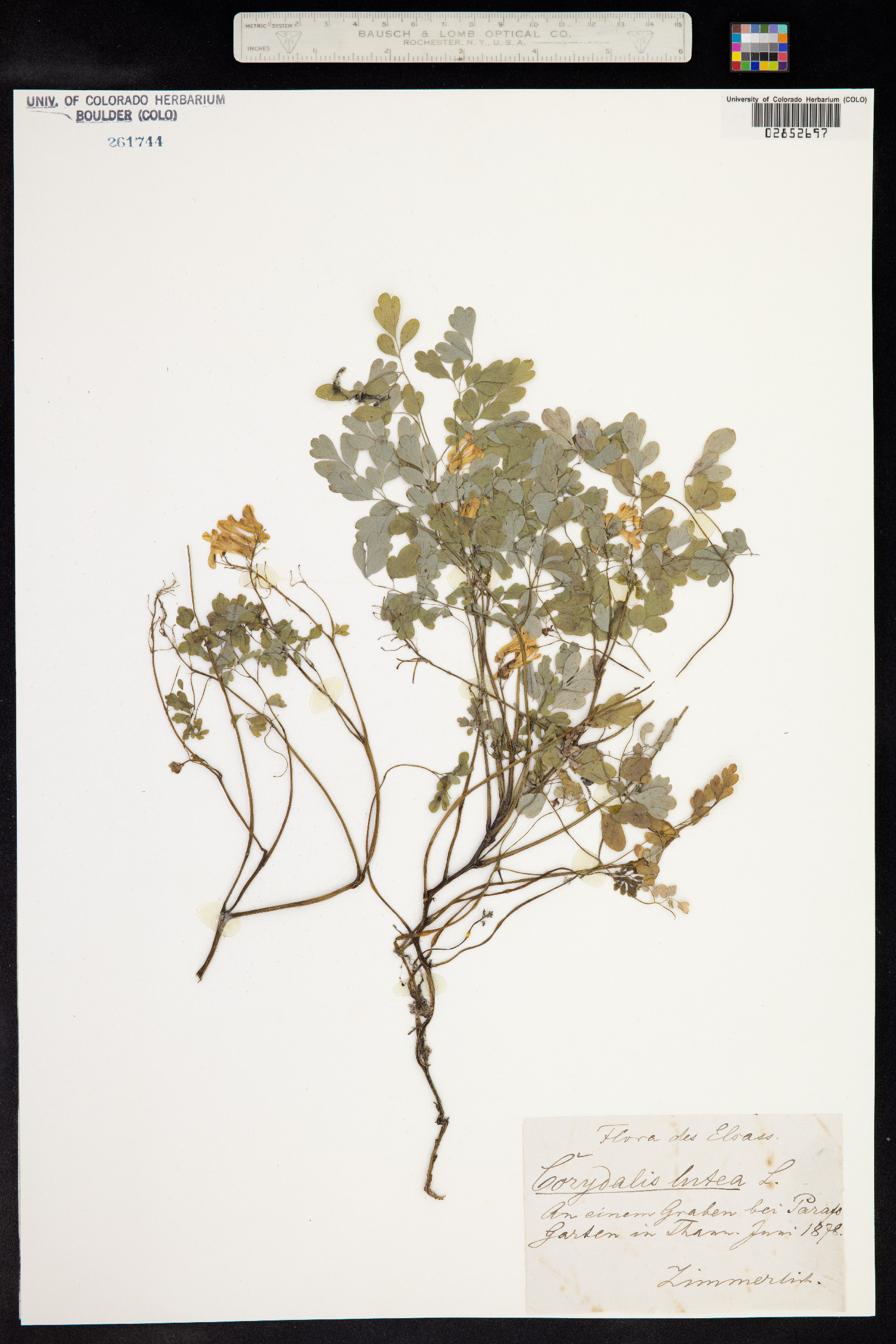 Corydalis lutea image