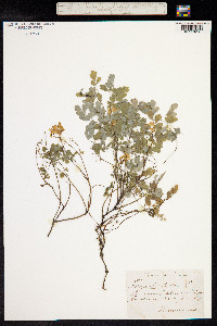 Corydalis lutea image