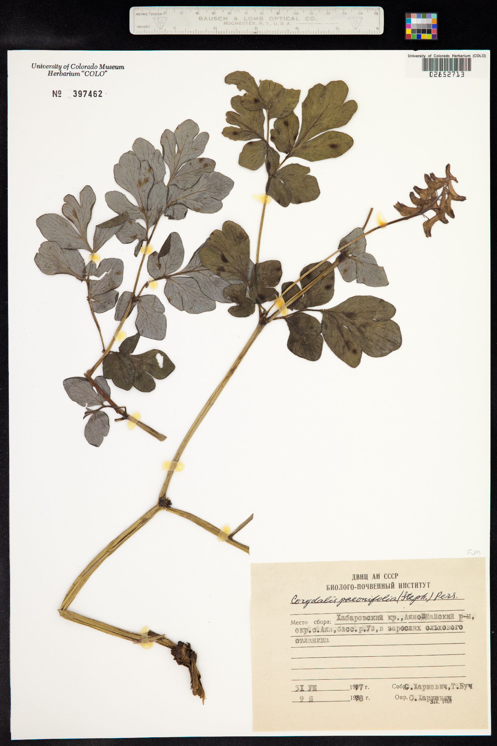 Corydalis paeoniifolia image
