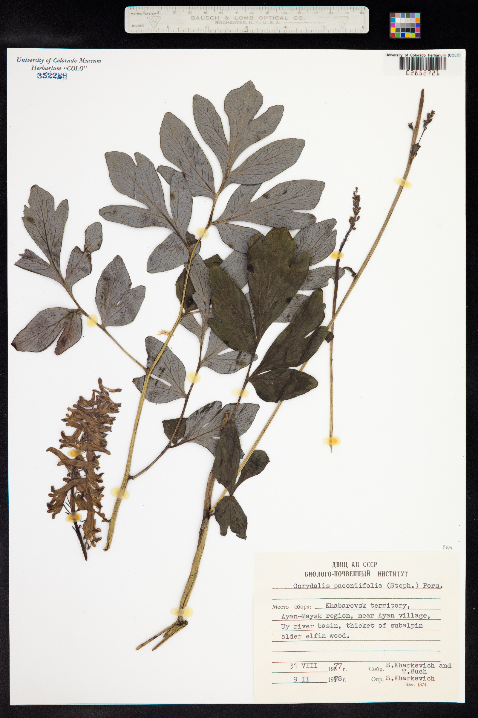 Corydalis paeoniifolia image