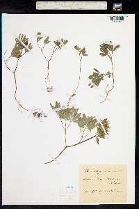 Corydalis pumila image