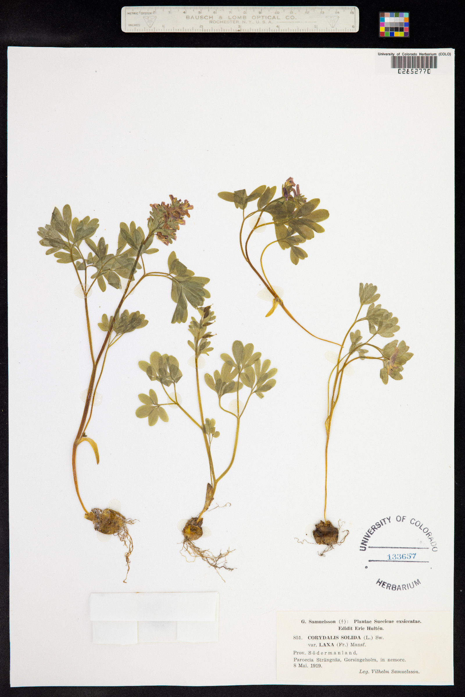Corydalis solida image