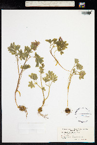 Corydalis solida image