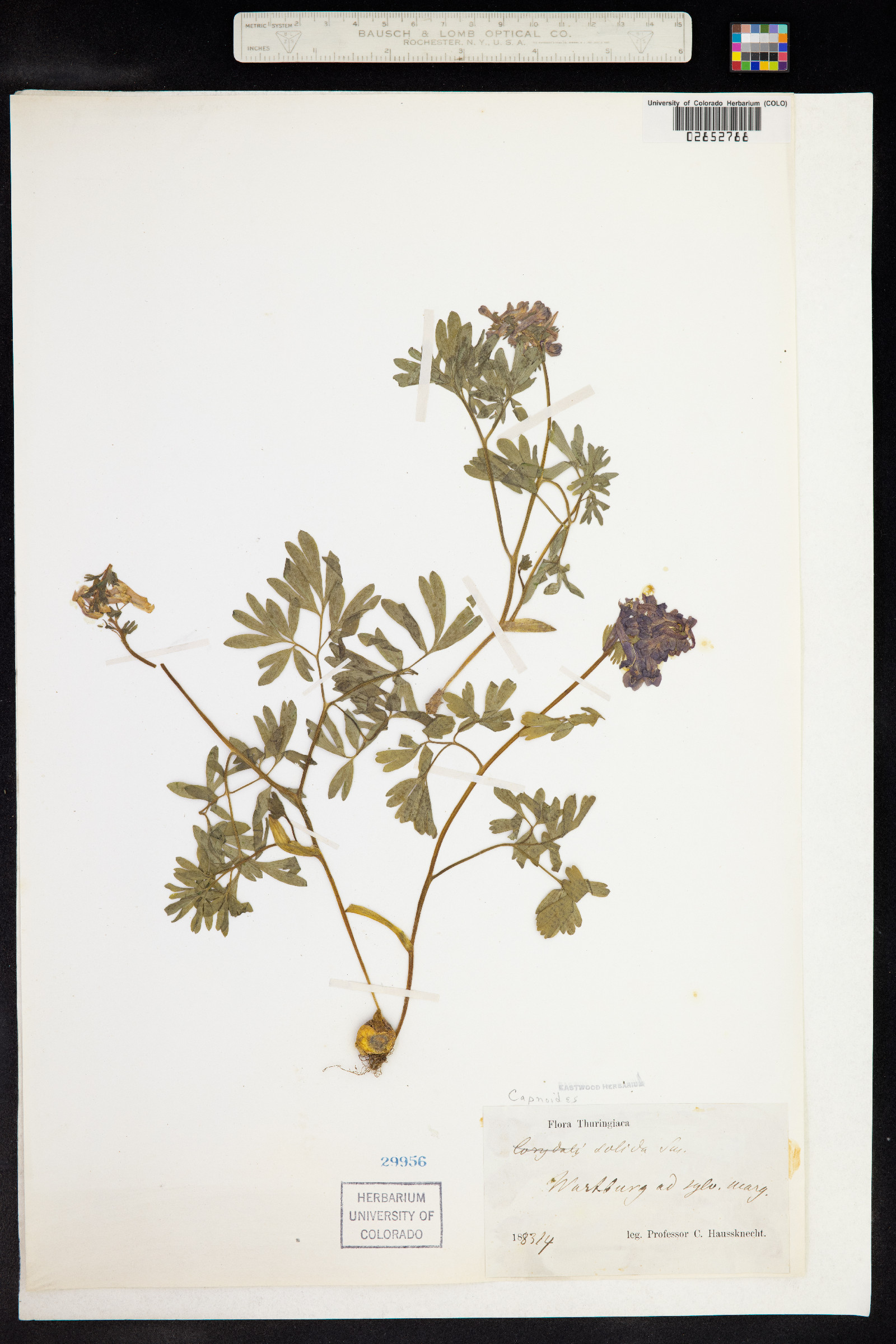 Corydalis solida image