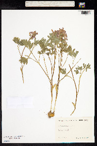 Corydalis solida image
