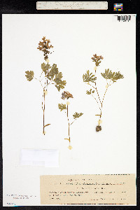 Image of Corydalis solida