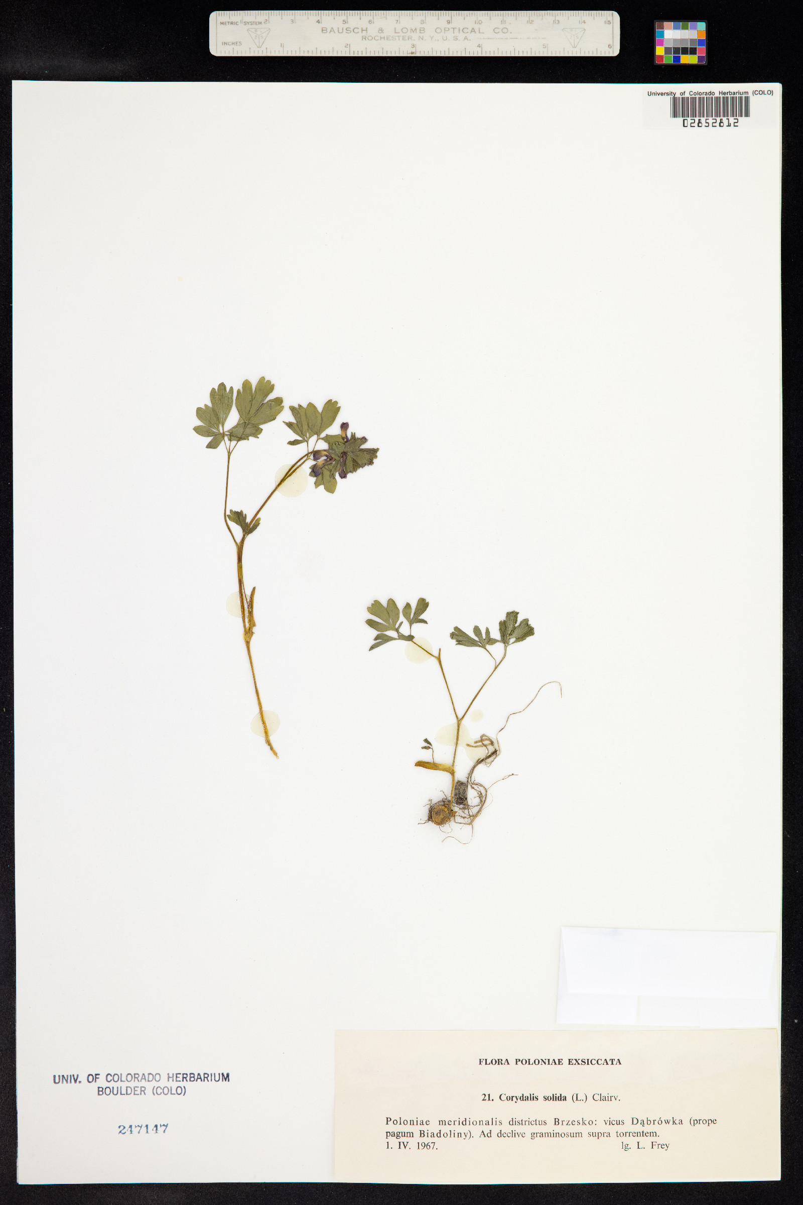 Corydalis solida image