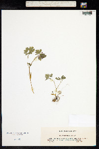 Corydalis solida image