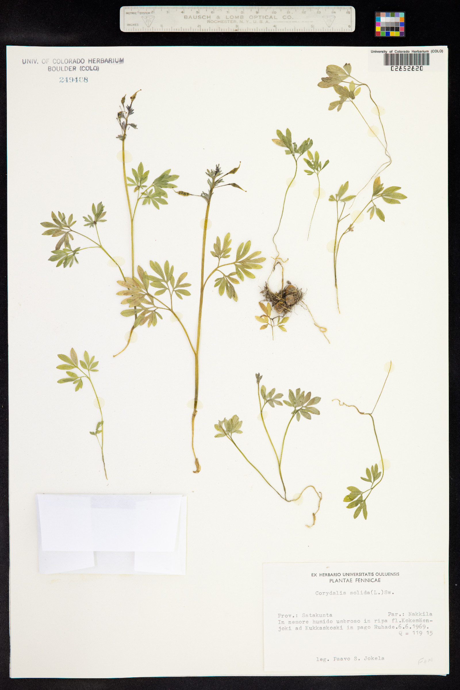 Corydalis solida image