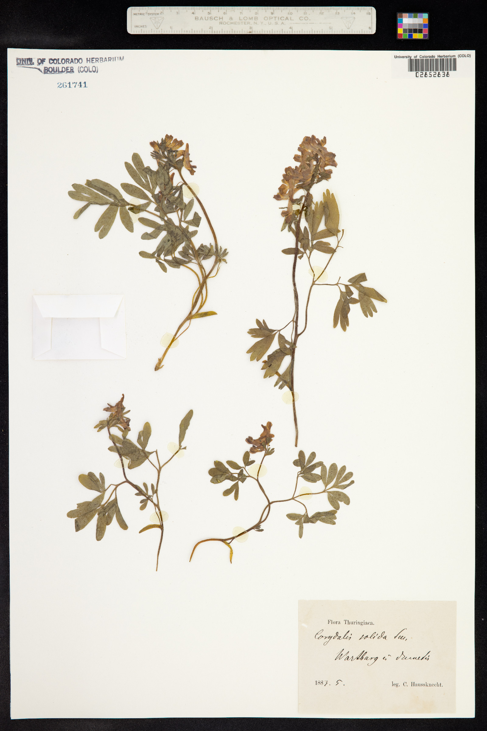 Corydalis solida image