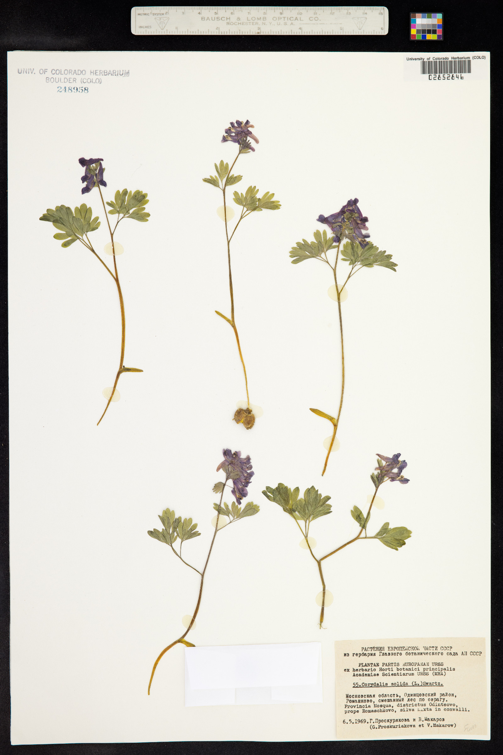 Corydalis solida image