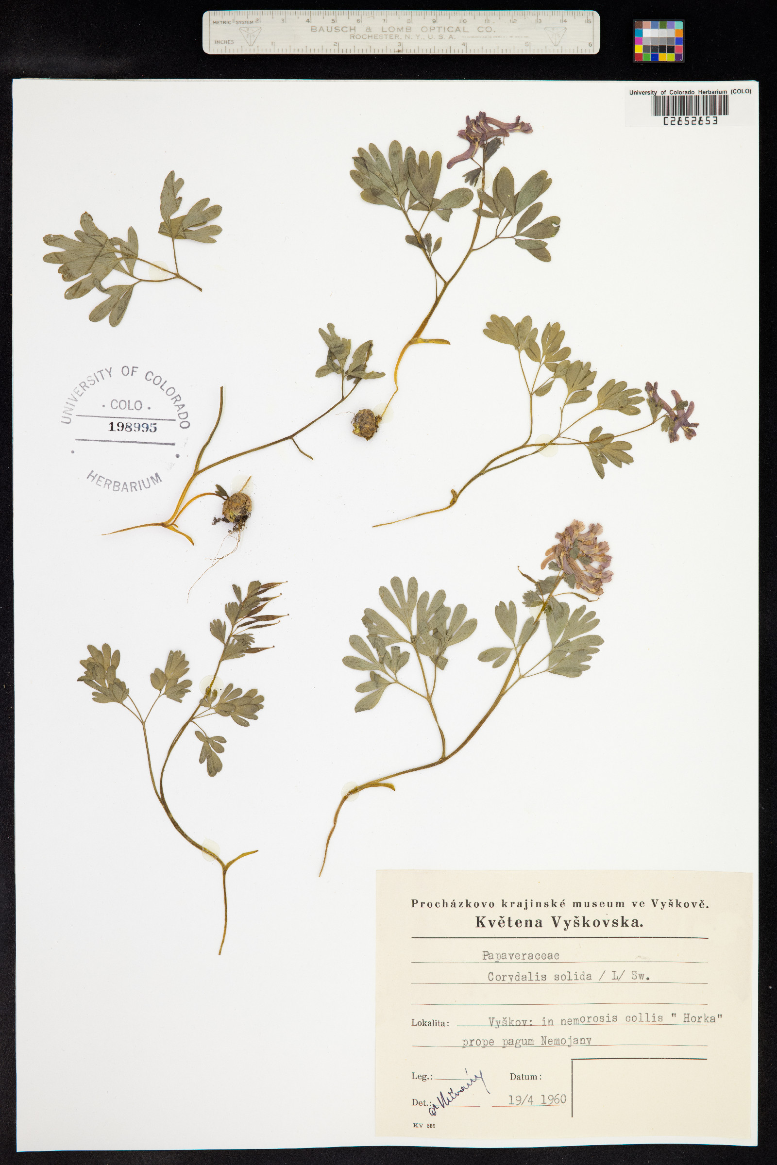 Corydalis solida image